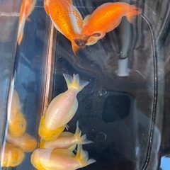 金魚(中国らんちゅう)1匹1500円 6匹います！の画像