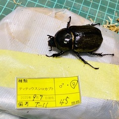①②ティティウスシロカブト　新成虫ペアの画像