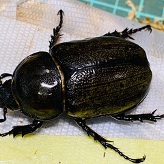 ①②ティティウスシロカブト　新成虫ペアの画像