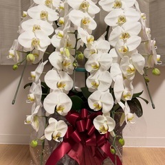 胡蝶蘭 5株セット (根っこ元気です)
の画像