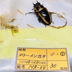 ①⑥メリーメンガタクワガタ　新成虫ペアの画像