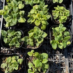 レモンバームの画像