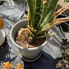 観葉植物7個の画像