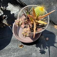 観葉植物7個の画像