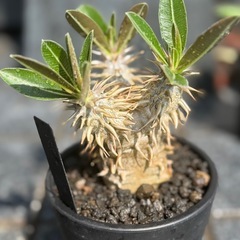 パキポディウム デンシフローラムの画像