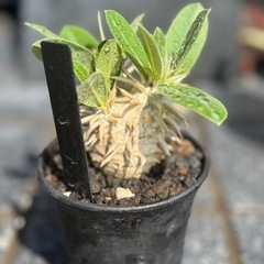 パキポディウム エブレネウムの画像