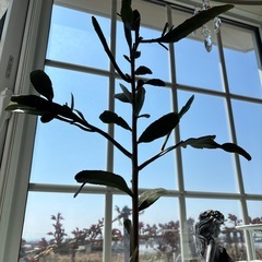 月下美人の画像