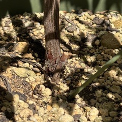 モッコウバラ   の画像