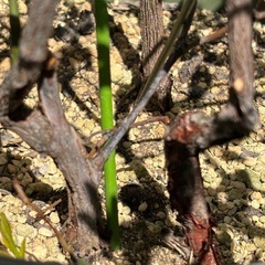 モッコウバラ   の画像