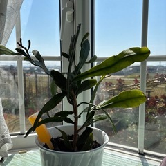 月下美人の画像