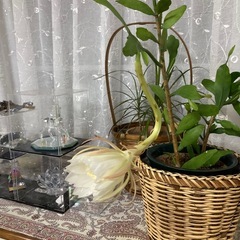 月下美人の画像