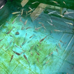 メダカ　花魁の画像