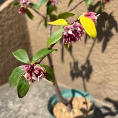 沈丁花 2鉢の画像