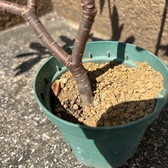 沈丁花 2鉢の画像