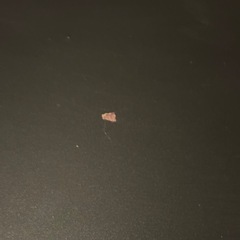 【IKEA】LACK ラック テレビ台の画像