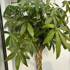 パキラ(問い合わせ多数のため締め切りました)の画像