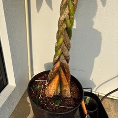 パキラ(問い合わせ多数のため締め切りました)の画像