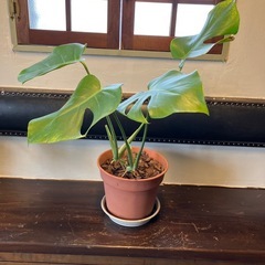 観葉植物　3点　まとめての画像