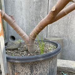 イチヂクの木の画像