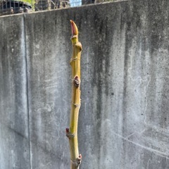 イチヂクの木の画像