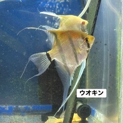 レッドショルダーエンゼル×アルビノダンタム　繁殖目前セット【5匹】　
大阪市中央区の画像