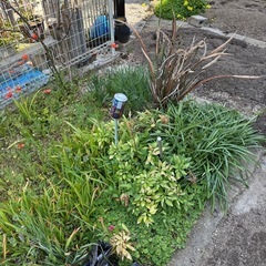 😱本日処分します‼️ ガーデニングにどうですか⁉️の画像