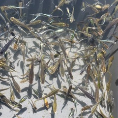 メダカ　MIX
の画像