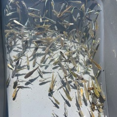 メダカ　MIX
の画像