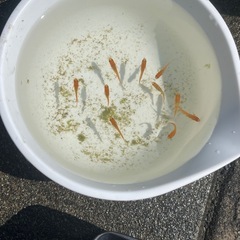 楊貴妃メダカ5匹の画像