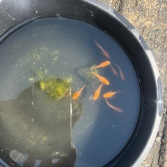 楊貴妃メダカ5匹の画像