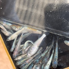 ネプチューンメダカ10匹+a(商談中)の画像