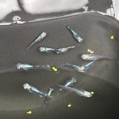 ボブメダカ10匹+a(取引中)の画像