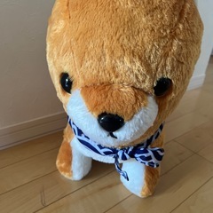 大きい芝犬くんの画像