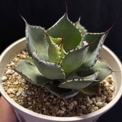 アガベ　雷神　（鉢ごと）の画像