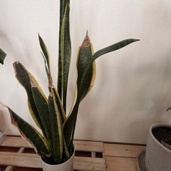 モンステラ他2点【エチ様現金専用】の画像