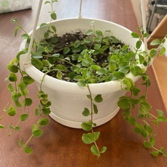 観葉植物の画像