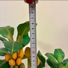 バナナの木置物の画像