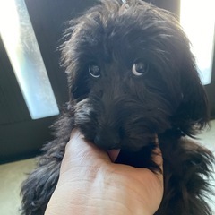 ダックス&トイプードル