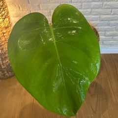 ❇️【訳あり】❇️魅力たっぷり✨観葉植物【モンステラ】⓶の画像
