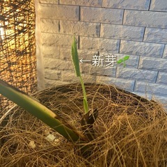 ❇️【訳あり】❇️魅力たっぷり✨観葉植物【モンステラ】⓶の画像