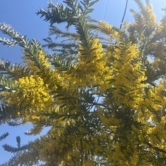 　ミモザ　ブルーブッシュアカシア　大きめ１０本の画像