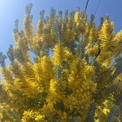 　ミモザ　ブルーブッシュアカシア　大きめ１０本の画像