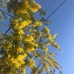 　ミモザ　ブルーブッシュアカシア　大きめ１０本の画像