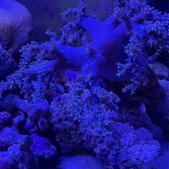 海キノコ＆ソフトコーラル２種セット
の画像