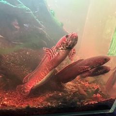 スネイクヘッドの画像