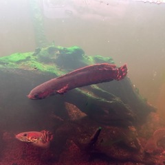 スネイクヘッドの画像