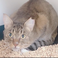 【ゆずちゃん】閉じ込め飼育から救助！！！ − 東京都