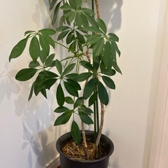 観葉植物の画像