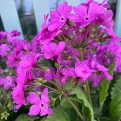 日本桜草の画像