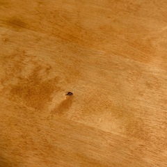 幅95cm楕円丸テーブル 天然木質感の画像